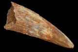 Pterosaur (Siroccopteryx) Tooth - Morocco #93170-1
